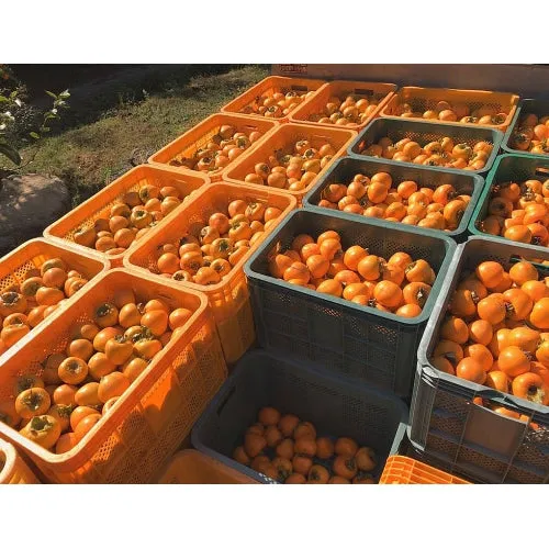 Jigeum Jirisan Sancheong Premium 100% Natural Dried Fruits Persimmon Sweet Chew Desserts Made in Korean Traditional Gammalin Soft Snacks Foods Vitamin A C