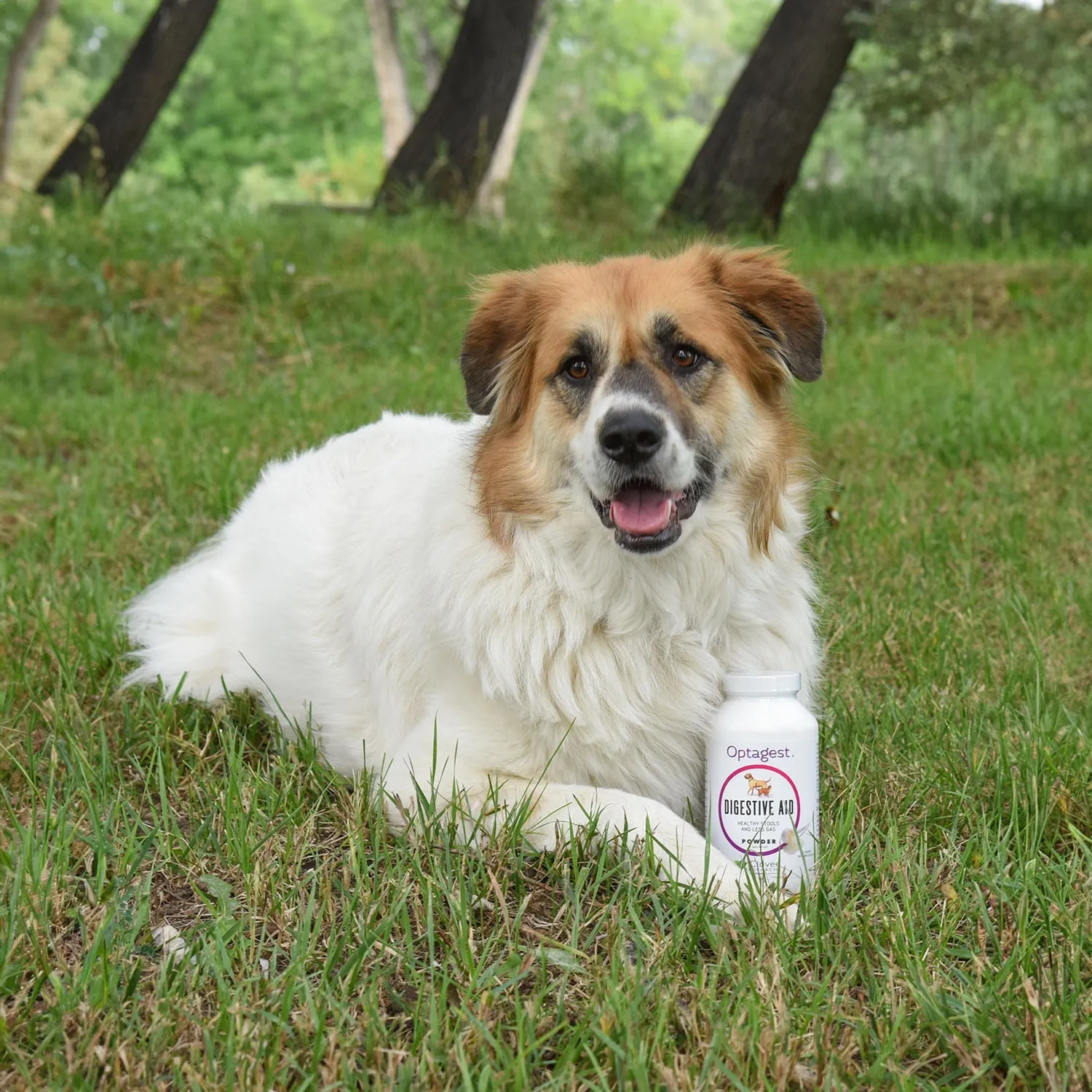 OptaGest Digestive Supplement