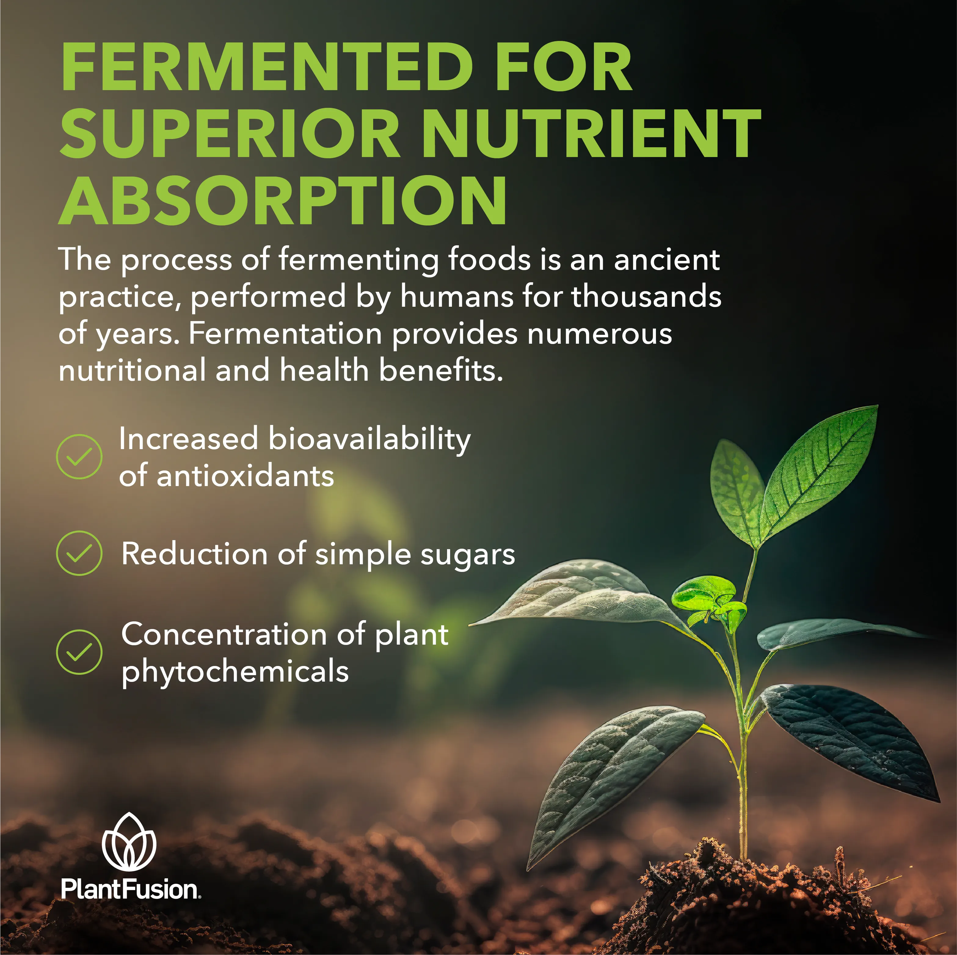 Organic Protein - Fermented Vegan Protein Powder